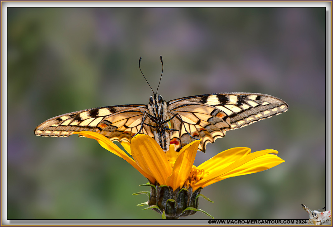 Machaon